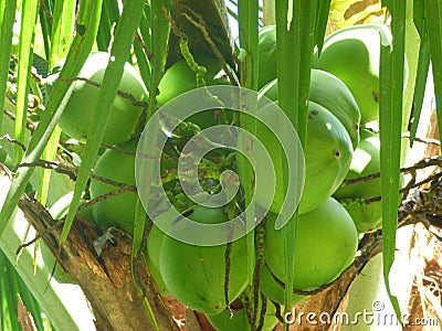 Green tropical Coconuts Stock Photo