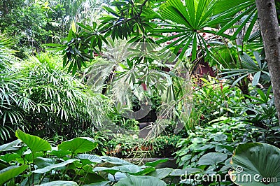 Green tropical garden Stock Photo