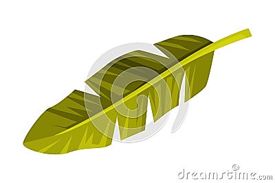 Green Tropical Leaf and Foliage of Bali Vector Illustration Vector Illustration
