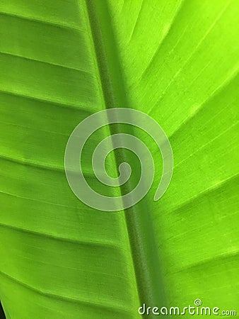 Green tropical leaf vains Stock Photo