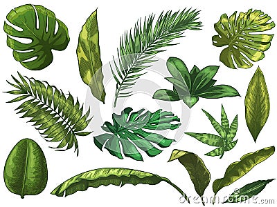 Green tropical leaves. Hand drawn rainforest nature leaf, color sketched monstera leaves vector illustration set Vector Illustration