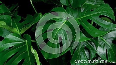 Green tropical leaves Monstera ornamental plant jungle evergreen Stock Photo