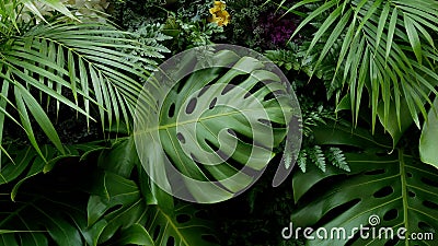 Green tropical leaves Monstera, palm, fern and ornamental plants backdrop Stock Photo