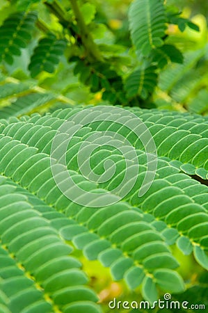 Green tropical nature background leaves in the jungle Stock Photo