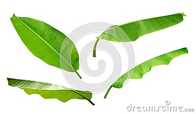 Green tropical plant banana leaves set isolated on white background, path Stock Photo