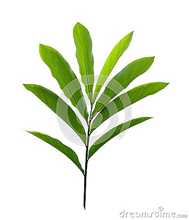 Green tropical plant red ginger leaves Alpinia purpurata isolated on white background, clipping path Stock Photo