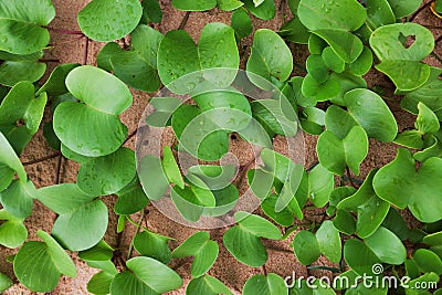 A green tropical plant on the sand Stock Photo