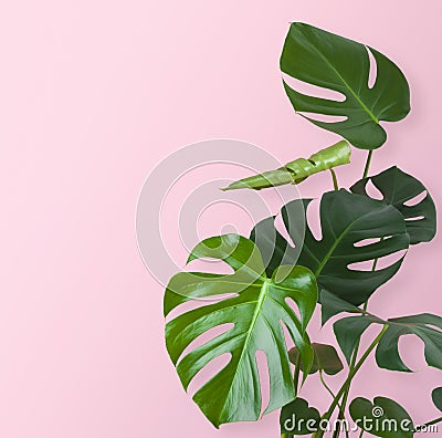 Green tropical plant stem and leaves isolated on pink background Stock Photo