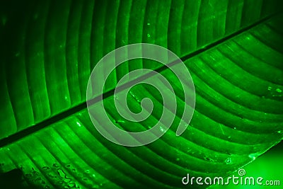 Green tropical tree leaf close-up in the dark with lighting with lines along the leaf Stock Photo