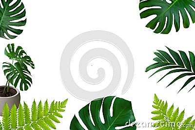 Green tropical vine leaves plant monstera and fern frame layout on white background Stock Photo