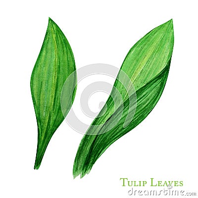 Green tulip leaf set, hand drawn watercolor botanical illustration. Beautiful grass. Leafs element isolated on white Cartoon Illustration