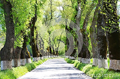 Green tunel forest clean road ,Portugal Stock Photo