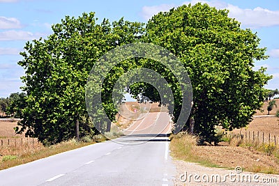 Green tunnel Stock Photo