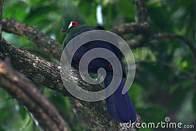 Green Turaco, in tree. Stock Photo