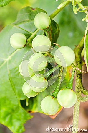 Green Turkey berry Stock Photo