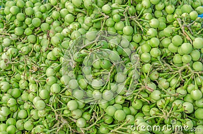 Green Turkey berry Stock Photo