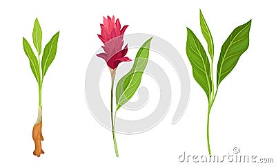 Green Turmeric Flowering Plant with Root and Fibrous Leaves Vector Set Vector Illustration