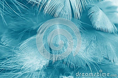 Green turquoise vintage color trends chicken feather texture background Stock Photo