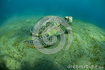 Green Turtle Stock Photo