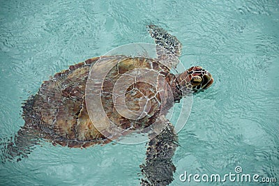 Green turtle Stock Photo