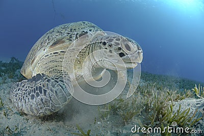 Green turtle on a bed of seagrass. Stock Photo