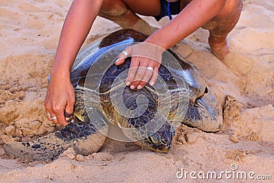 Green turtle on beach being tagged and measured. Fernando de Noronha. Brazil. Stock Photo