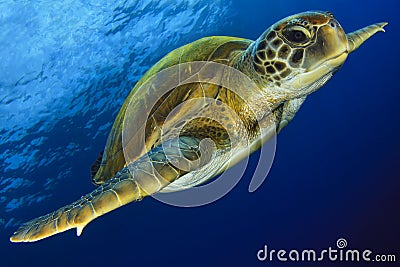 Green Turtle in the blue Stock Photo