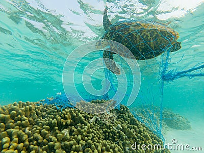 Green turtle and a discarded fishing net Stock Photo