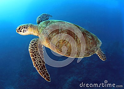 Green turtle,great barrier reef,cairns,australia Stock Photo