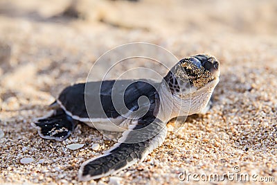 Green turtle hatchlings Stock Photo