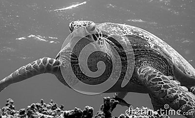 Green Turtle Head On Stock Photo