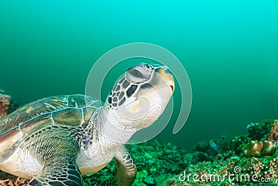 Green Turtle Head Stock Photo