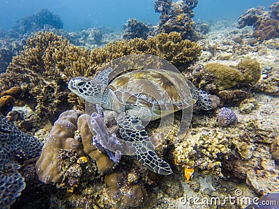 Green turtle in the ocean Stock Photo