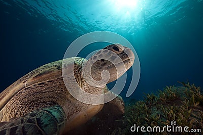 Green turtle and ocean. Stock Photo