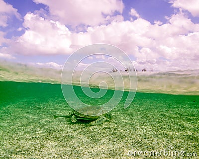 A Green Turtle Rests in the Sea Grass of Grand Bahama Island Stock Photo