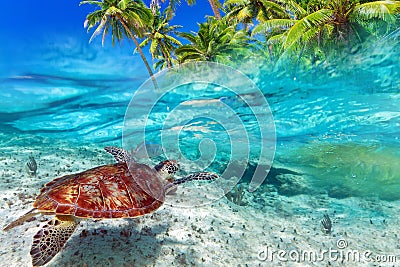 Green turtle swimming in Caribbean Sea Stock Photo