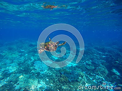 Green turtle swimming underwater close photo. Wild animal of tropical sea. Stock Photo