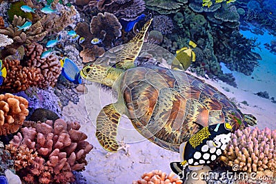 Green turtle, tropical coral reef Stock Photo