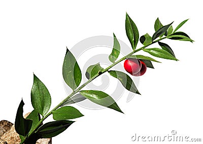 Butchers-broom stem with red fruit over white - Ruscus aculeatus Stock Photo