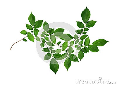 Green twig with leaves of elm-tree Stock Photo