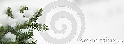 A green twig of spruce in the snow on a white background up close. Winter period Stock Photo