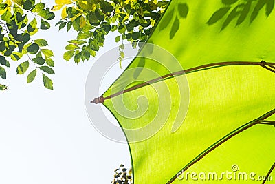 Green umbrella shade Stock Photo