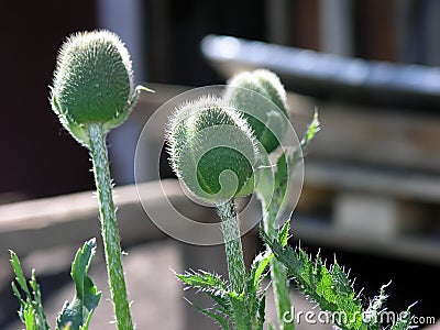 Green undiscovered poppies grow Stock Photo