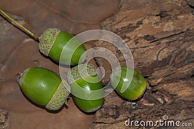 green unripe acorns, oak fruits, on bark Stock Photo