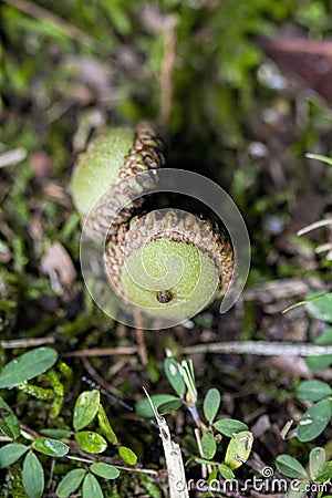 Green Unripe Alabama Oak Tree Acorn Nuts Stock Photo