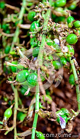 Green and unripe cardamom pods with flower Stock Photo