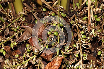 Green and unripe cardamom pods in plant in Kerala, India.is the third most expensive spice, Guatemala is the biggest producer of Stock Photo