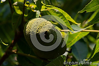 Green Unripe Fruits of Eastern American Black Walnut, a species of deciduous tree in the Juglandaceae family Stock Photo