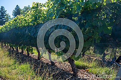 Green unripe Gamay Noir grape growing on hilly vineyards near beaujolais wine making village Val d`Oingt, gateway to Beaujolais Stock Photo