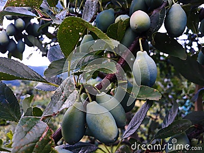 Green unripe plums on a branch in an orchard Stock Photo